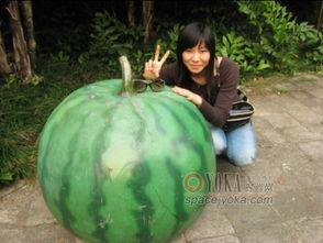 星宇 吃瓜,揭秘娱乐圈的“吃瓜”风云  第3张