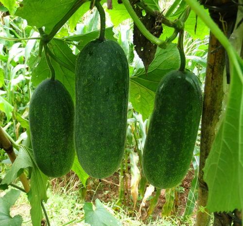 种瓜得瓜今日吃瓜  第1张