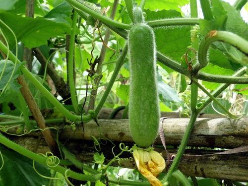 种瓜得瓜今日吃瓜  第2张