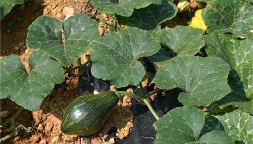 吃洋瓜会发病,警惕洋瓜引发的疾病隐患  第1张