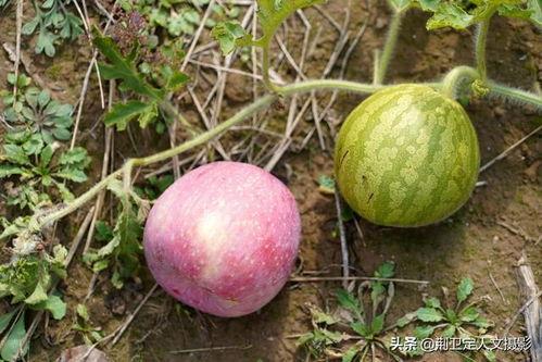 吃洋瓜会发病,警惕洋瓜引发的疾病隐患  第2张