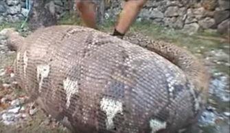 男的跟蛇吃瓜,男子与蛇共食瓜果的惊险一幕  第2张