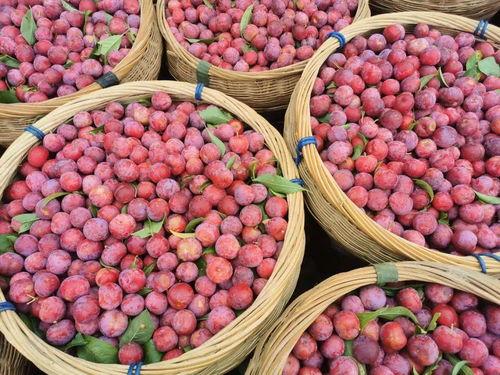 重庆李柒柒吃瓜,揭秘网络红人的日常生活  第3张