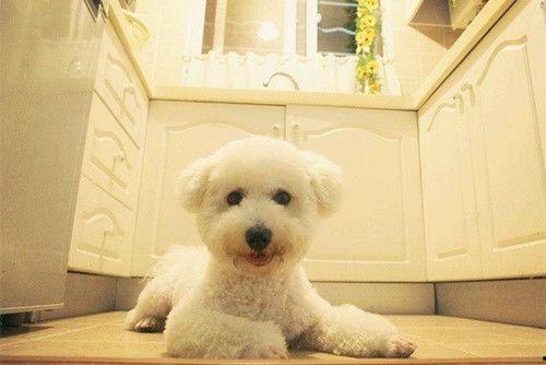 比熊犬可以吃瓠瓜,瓠瓜的甜蜜诱惑  第2张