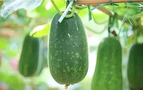 低频吃假瓜,揭秘低频吃瓜背后的真相与假象  第3张