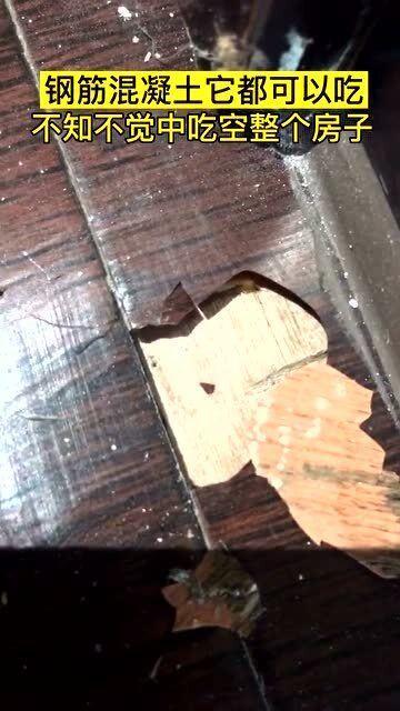 钢筋混凝土吃瓜,建筑奇迹中的“吃瓜”力量  第2张