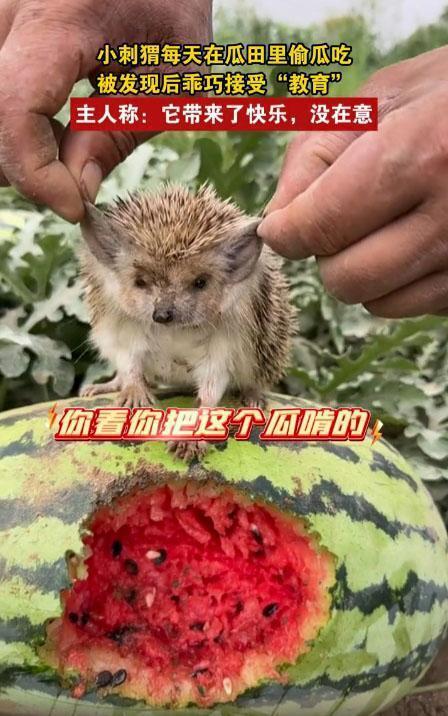 偷瓜吃的刺猬,一场意外的田园趣事  第2张