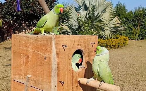 小瓜被鸟吃,一场与鸟儿的悲剧邂逅  第1张