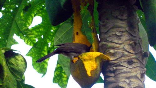 小瓜被鸟吃,一场与鸟儿的悲剧邂逅  第3张