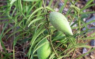 小瓜瓢怎么吃,轻松解锁美味新体验  第1张