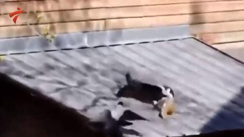 猫猫吃瓜不嫌事大,揭秘宠物界的“八卦达人”  第2张