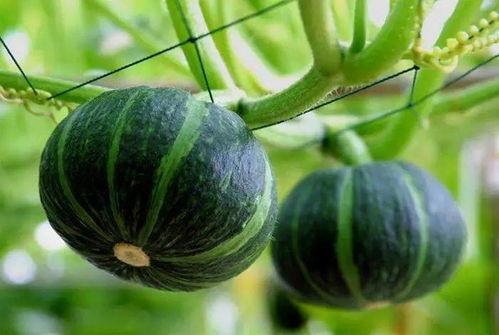 清脆吃瓜林诺诺,林诺诺带你领略夏日清凉  第3张