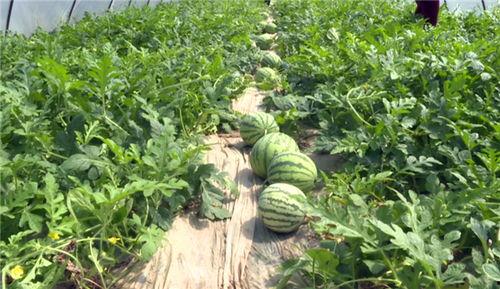 琼海吃瓜爆料视频最新,揭秘当地热点事件背后的真相  第1张