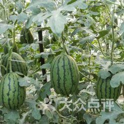 仙居吃瓜基地电话,揭秘吃瓜基地的秘密电话之旅  第2张