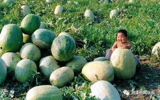 山东联考吃瓜,揭秘背后真相与反思  第3张