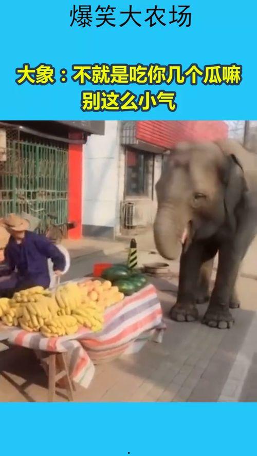 吃瓜的象  第2张