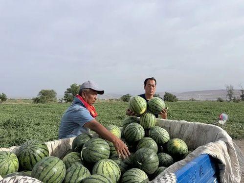 桥圩吃瓜,瓜香四溢，共享欢乐时光  第2张