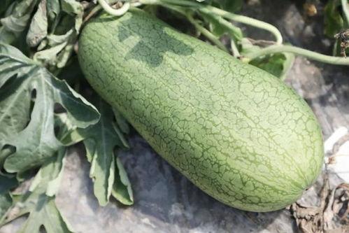 天吃瓜的季节,揭秘吃瓜季的美食盛宴  第1张