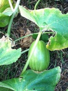 吃瓜撒花  第2张